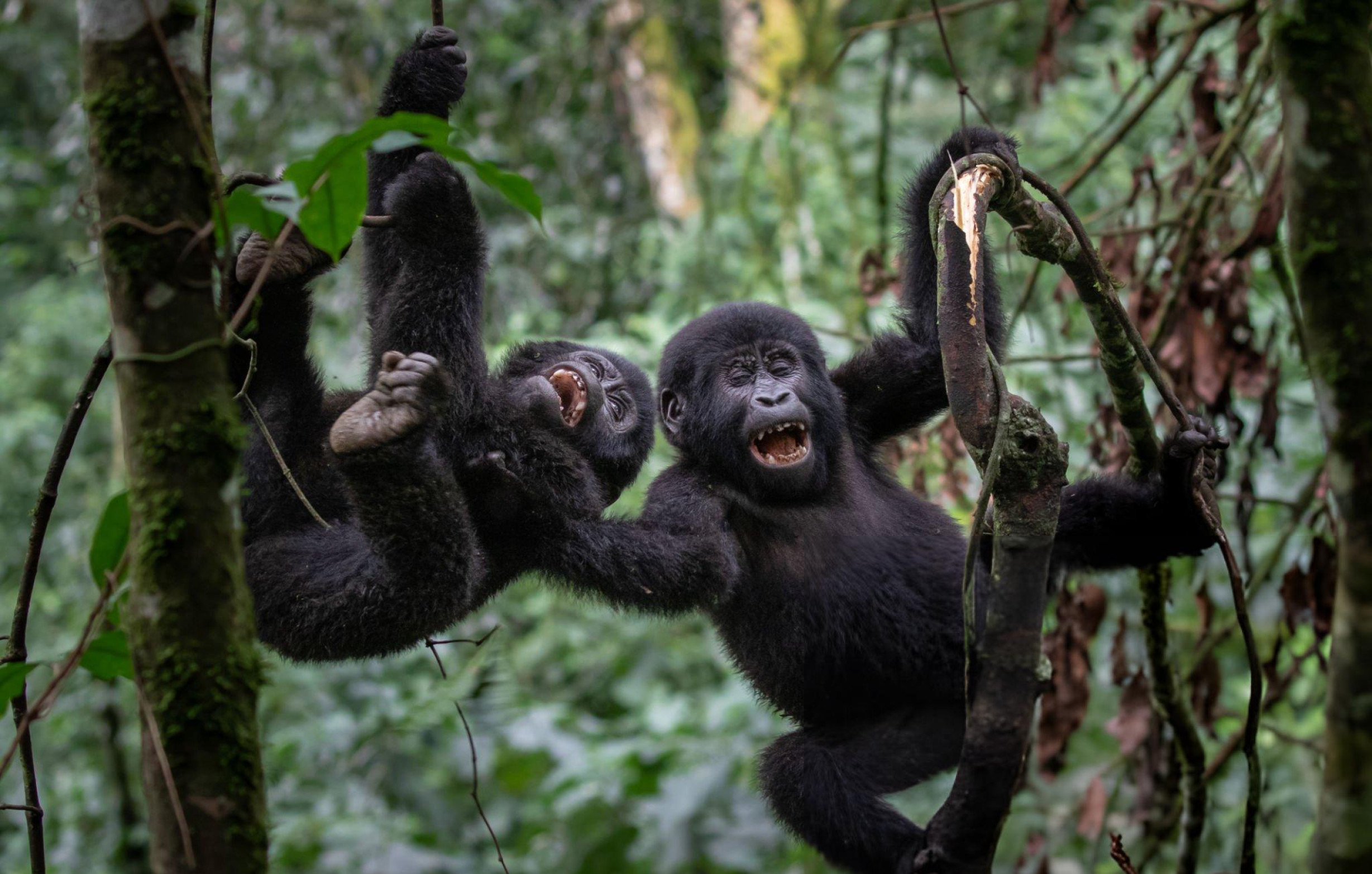 Young Mountain Gorillas